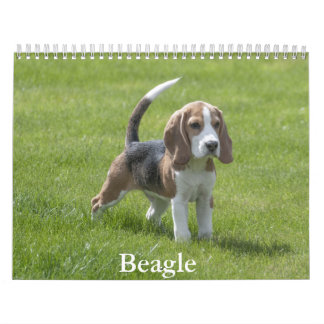 Beagle-Kalender Kalender