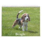Beagle-Kalender Kalender (Titelbild)
