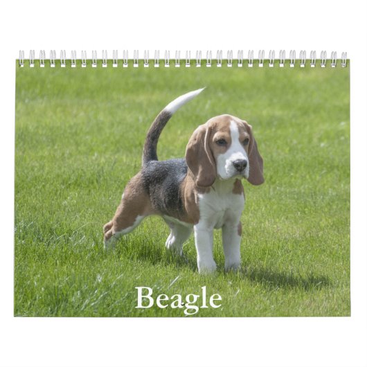 Beagle-Kalender Kalender (Titelbild)