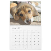Beagle-Kalender Kalender (Jan 2027)