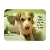 Beagle "Kann nicht nein zu diesem Gesicht sagen" 3 Magnet (Horizontal)