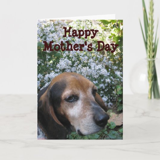 Beagle Karte (Vorderseite)