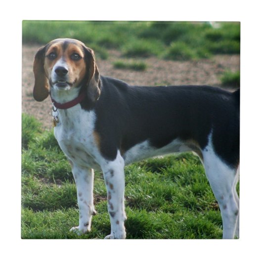 Beagle-Keramik-Fliese Fliese (Vorderseite)