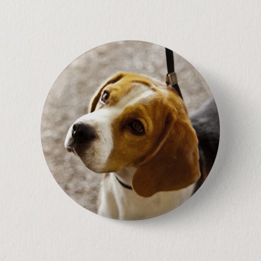 Beagle-Knopf Button (Vorderseite)