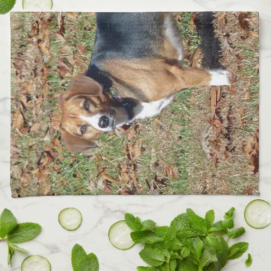 Beagle Küchentuch (Gefaltet)