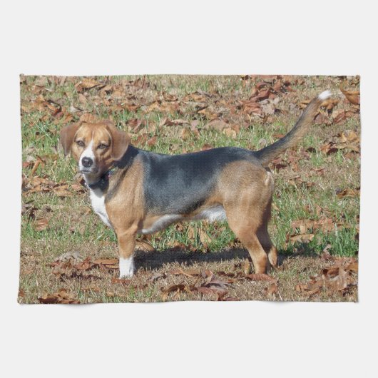 Beagle Küchentuch (Horizontal)