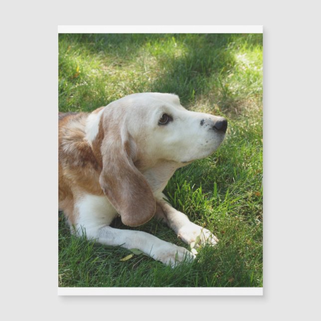 Beagle-Leg.png Magnetkarte (Vorderseite)