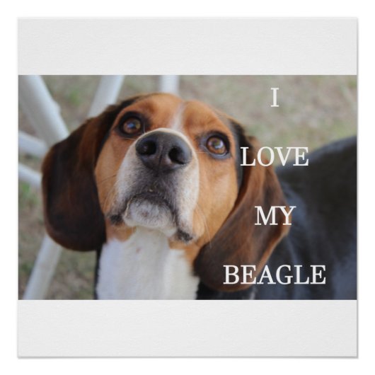 Beagle Liebe w pinsenrot Poster (Vorderseite)
