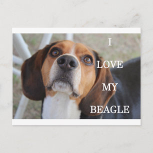 Beagle Liebe w pinsenrot Postkarte
