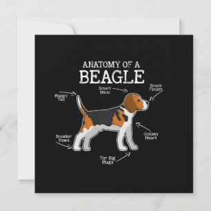 Beagle liebt/Anatomie eines Beagle