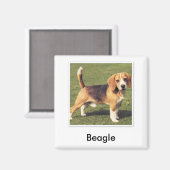 Beagle Magnet (Vorderseite/Rückseite)