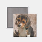 Beagle Magnet (Vorderseite/Rückseite)