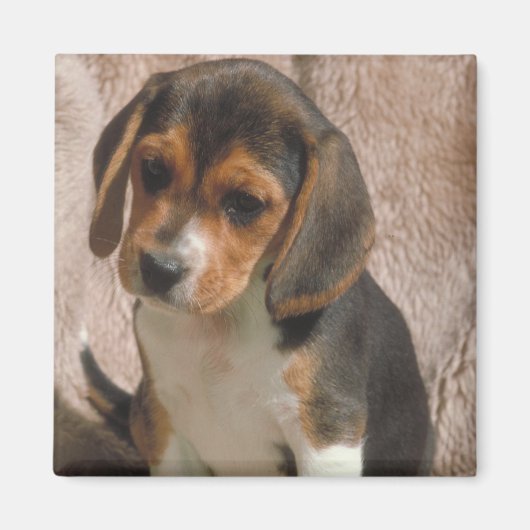 Beagle Magnet (Vorne)