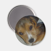 Beagle Magnet (Vorderseite/Rückseite)
