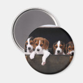 Beagle Magnet (Vorderseite/Rückseite)