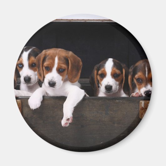 Beagle Magnet (Vorne)