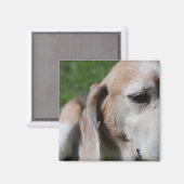 Beagle Magnet (Vorderseite/Rückseite)