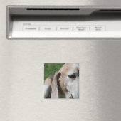Beagle Magnet (In Situ (Geschirrspüler))