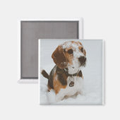 Beagle Magnet (Vorderseite/Rückseite)