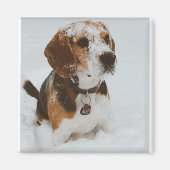 Beagle Magnet (Vorne)