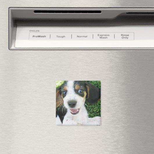 Beagle Magnet (In Situ (Geschirrspüler))