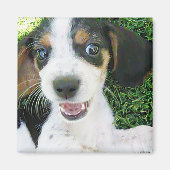 Beagle Magnet (Vorne)