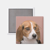 Beagle Magnet (Vorderseite/Rückseite)