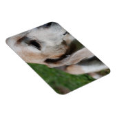Beagle Magnet (Rechte Seite)