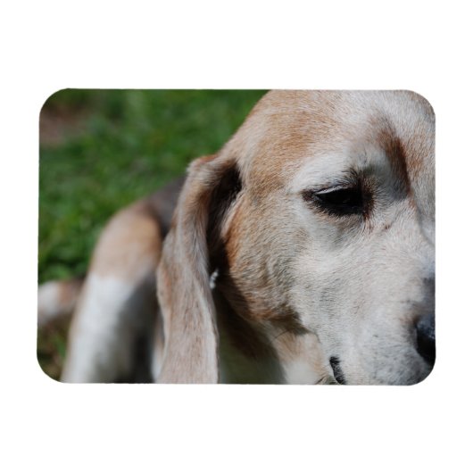 Beagle Magnet (Horizontal)