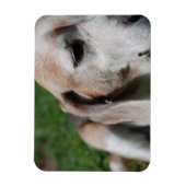 Beagle Magnet (Vertikal)