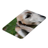 Beagle Magnet (Linke Seite)
