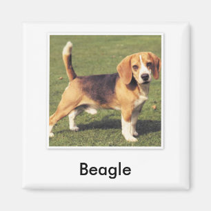 Beagle-Magnet Magnet