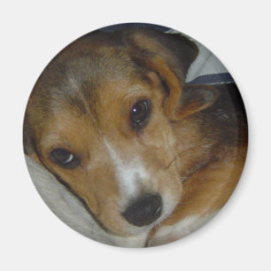 Beagle-Magnet Magnet