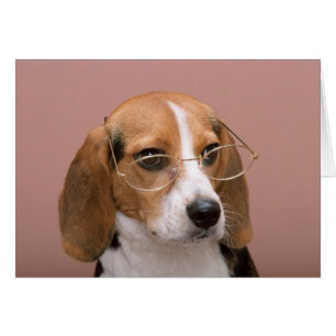 Beagle mit Brille