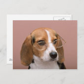 Beagle mit Brille Postkarte (Vorne/Hinten)