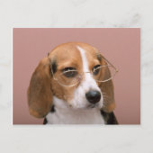 Beagle mit Brille Postkarte (Vorderseite)