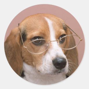 Beagle mit Brille Runder Aufkleber