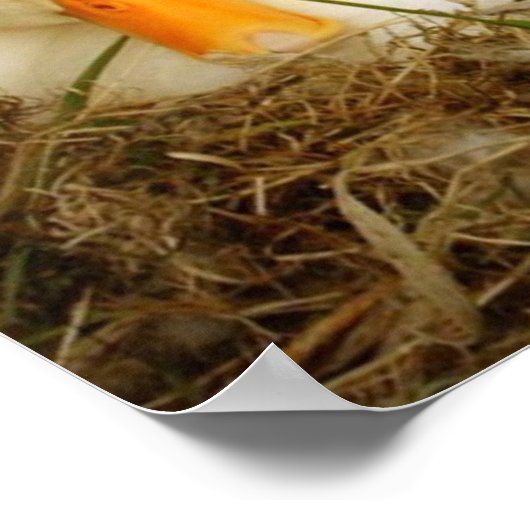 Beagle mit Entenpflaster Poster (Ecke)