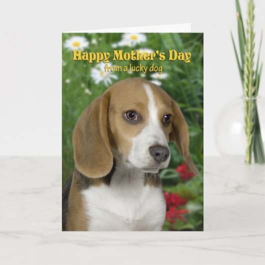 Beagle Mother's Day Card Karte (Vorderseite)