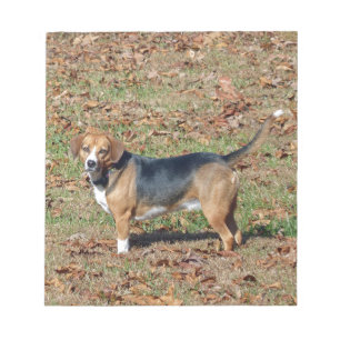 Beagle Notizblock