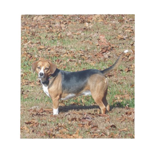 Beagle Notizblock (Vorderseite)