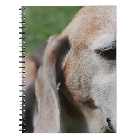 Beagle Notizblock (Vorderseite)