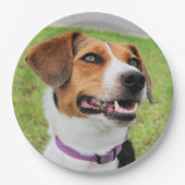 Beagle Pappteller (Vorderseite)