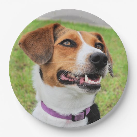 Beagle Pappteller (Vorderseite)