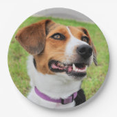 Beagle Pappteller (Vorderseite)