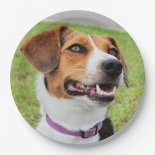 Beagle Pappteller