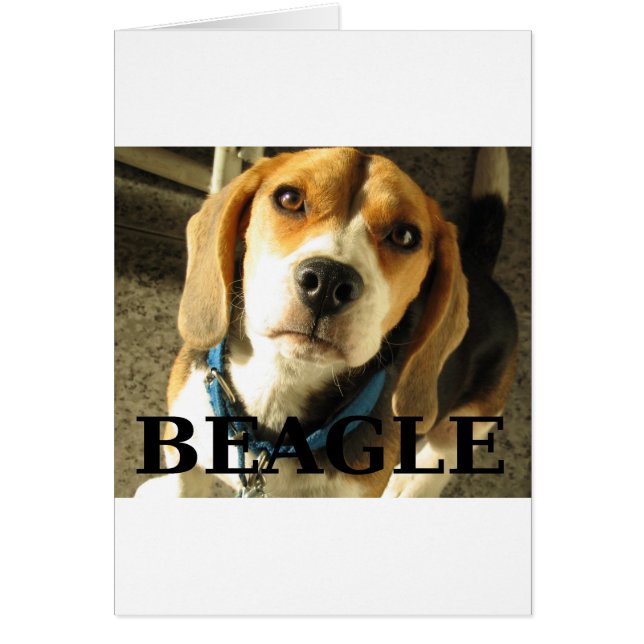 Beagle pic w name (Vorne)