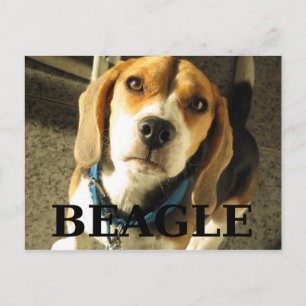 Beagle pic w name postkarte
