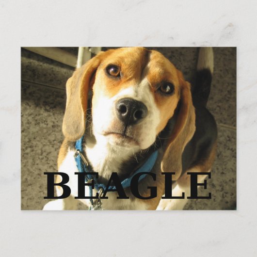 Beagle pic w name postkarte (Vorderseite)