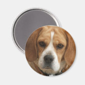 Beagle Pictures Round Magnet (Vorderseite/Rückseite)
